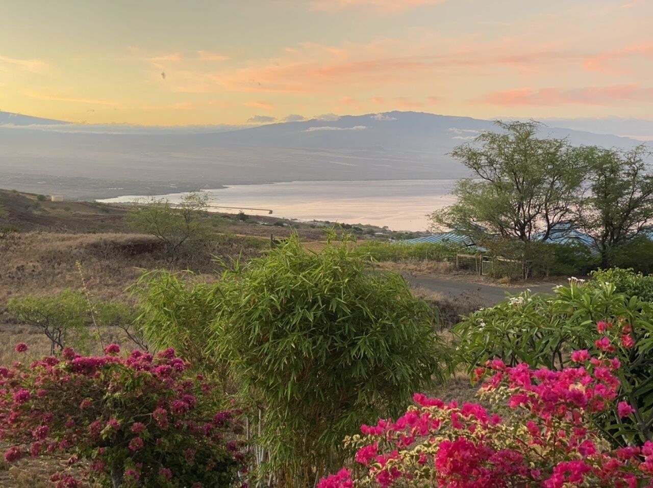 A landscape with a view of a body of water, mountains in the distance, and a variety of vegetation including trees and flowering plants.
