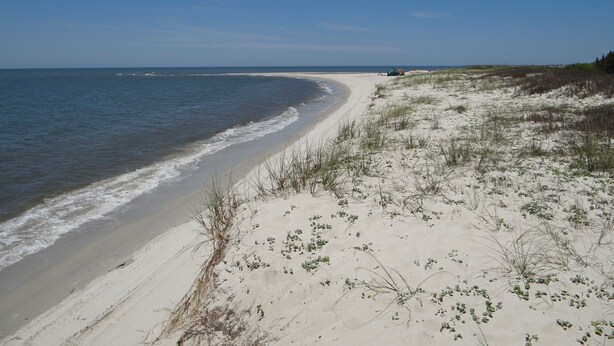 A beach with a sandy shoreline and sparse vegetation. - Fantastic Beach views, Great house & just steps until your feet are in the sand! (Indian Pass)