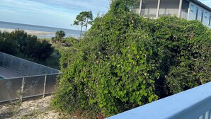 A house with a balcony overlooking a beach, surrounded by dense greenery. - Fantastic Beach views, Great house & just steps until your feet are in the sand! (Indian Pass)