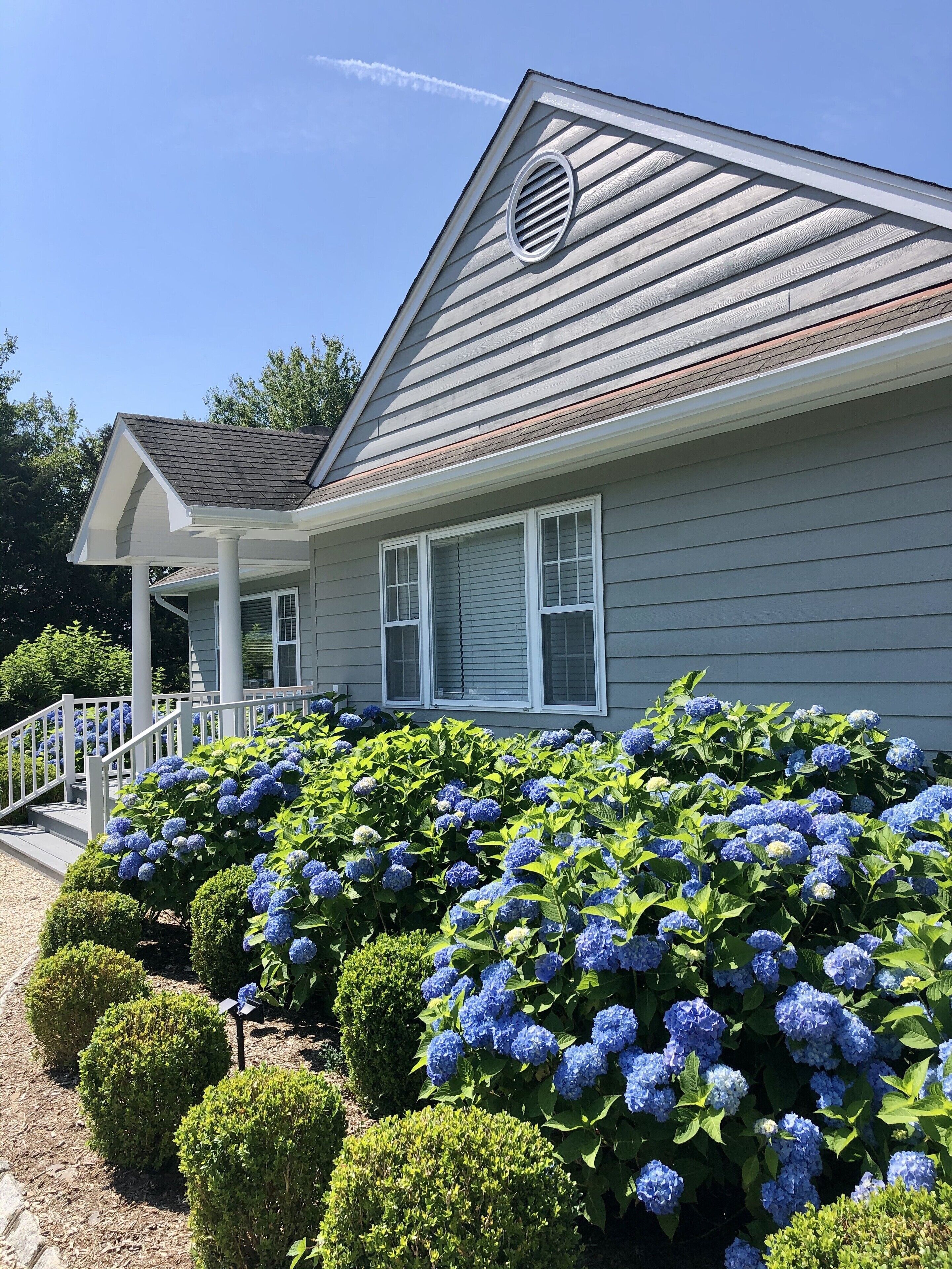Front walk and hydrangeas