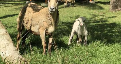 si quieres tener una estadía memorable, ven a visitar Forna de Lornie & Ren ...