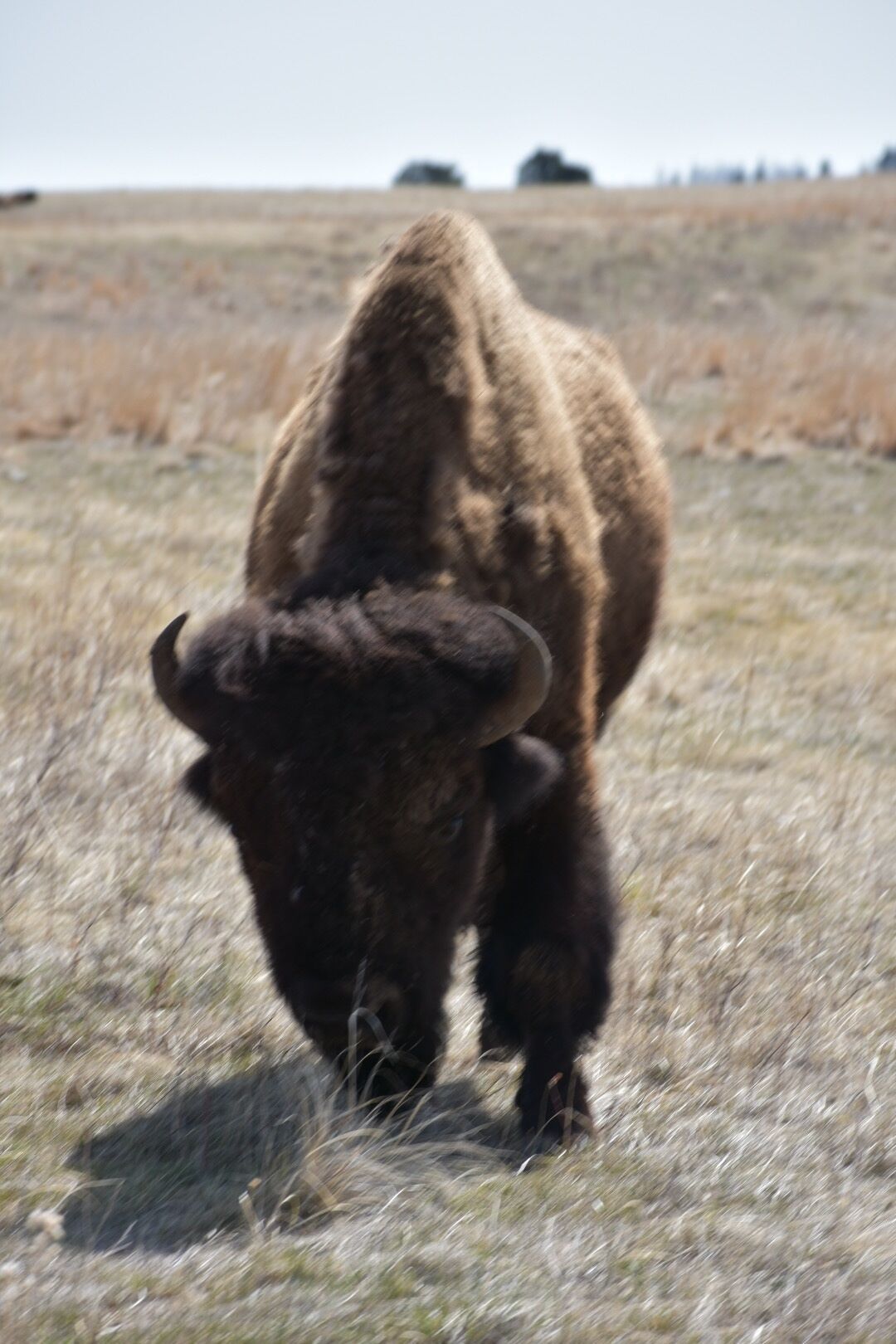 A bison in a grassy field.