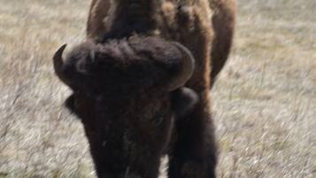 A bison in a grassy field.