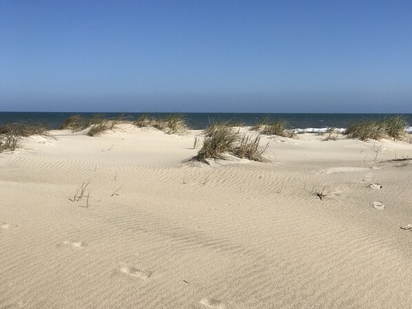 On the beach, sun loungers - Delightful Oceanside Home Steps to Tranquil Beach: Soak up the Sun and Seabreeze (Nags Head)