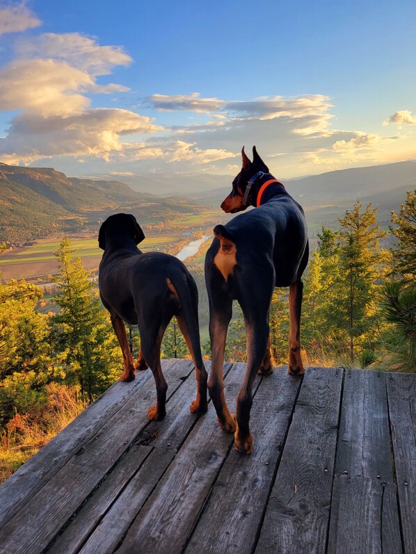 Two dogs standing on a wooden deck overlooking a valley with mountains and a river.