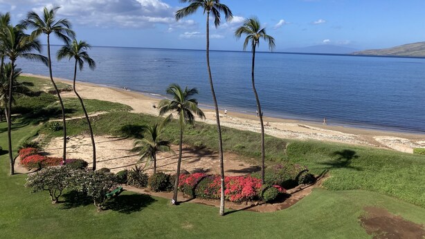Une plage bordée de palmiers, sous un ciel bleu et dégagé.