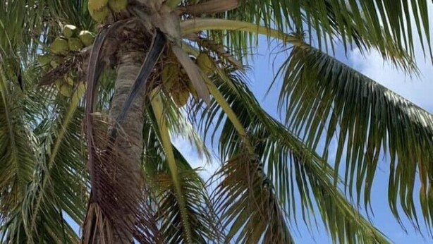 A beach with a palm tree, clear blue water, and a rocky shoreline. - Deep Water Canal, Swim Spa Pool, Kayaks, Walk to Ocean Front Bars & Restaurants! (Marathon)