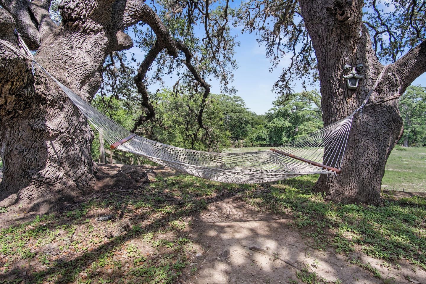 A hammock between two large trees in a natural setting.