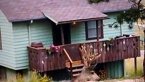 A house with a porch and a deer standing in front.