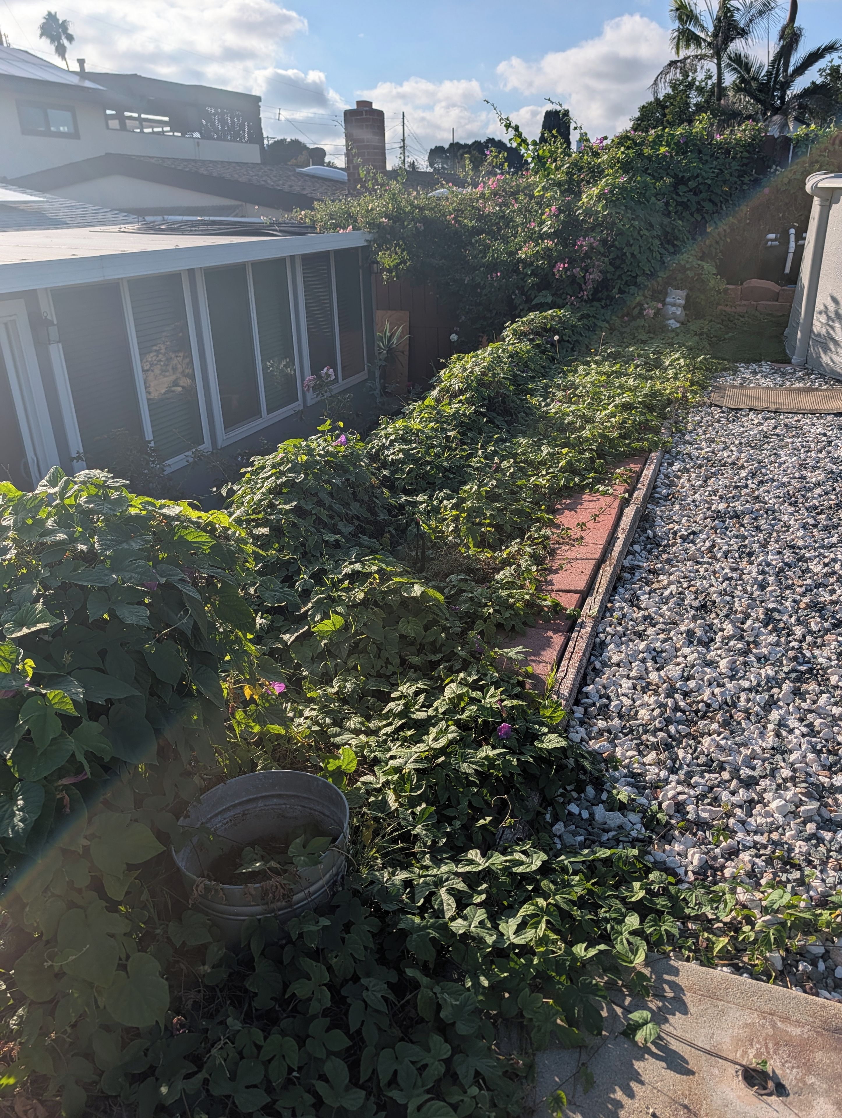 Een tuin met verschillende planten en een grindpad.