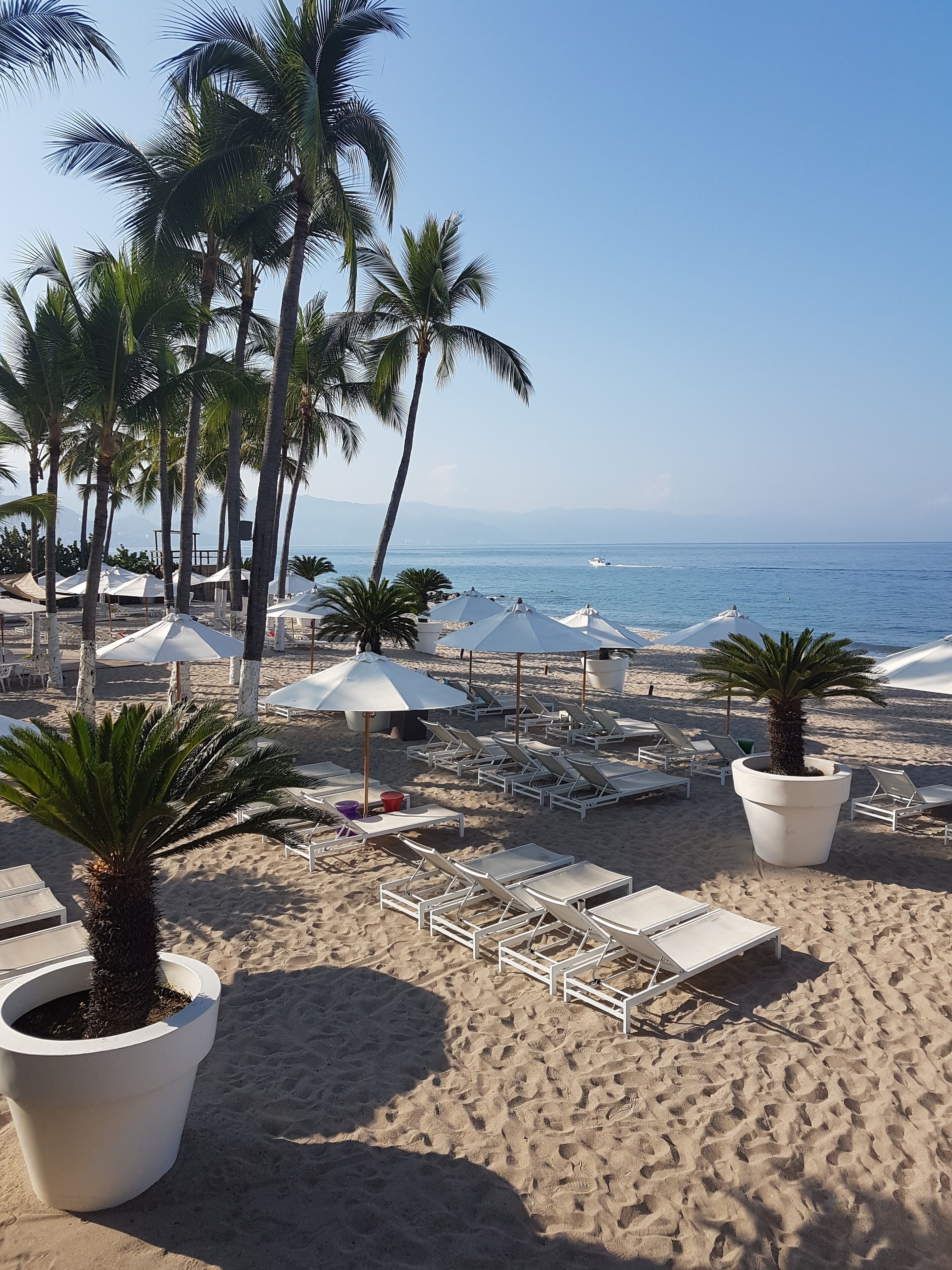 A beach with white lounge chairs, umbrellas, and palm trees.