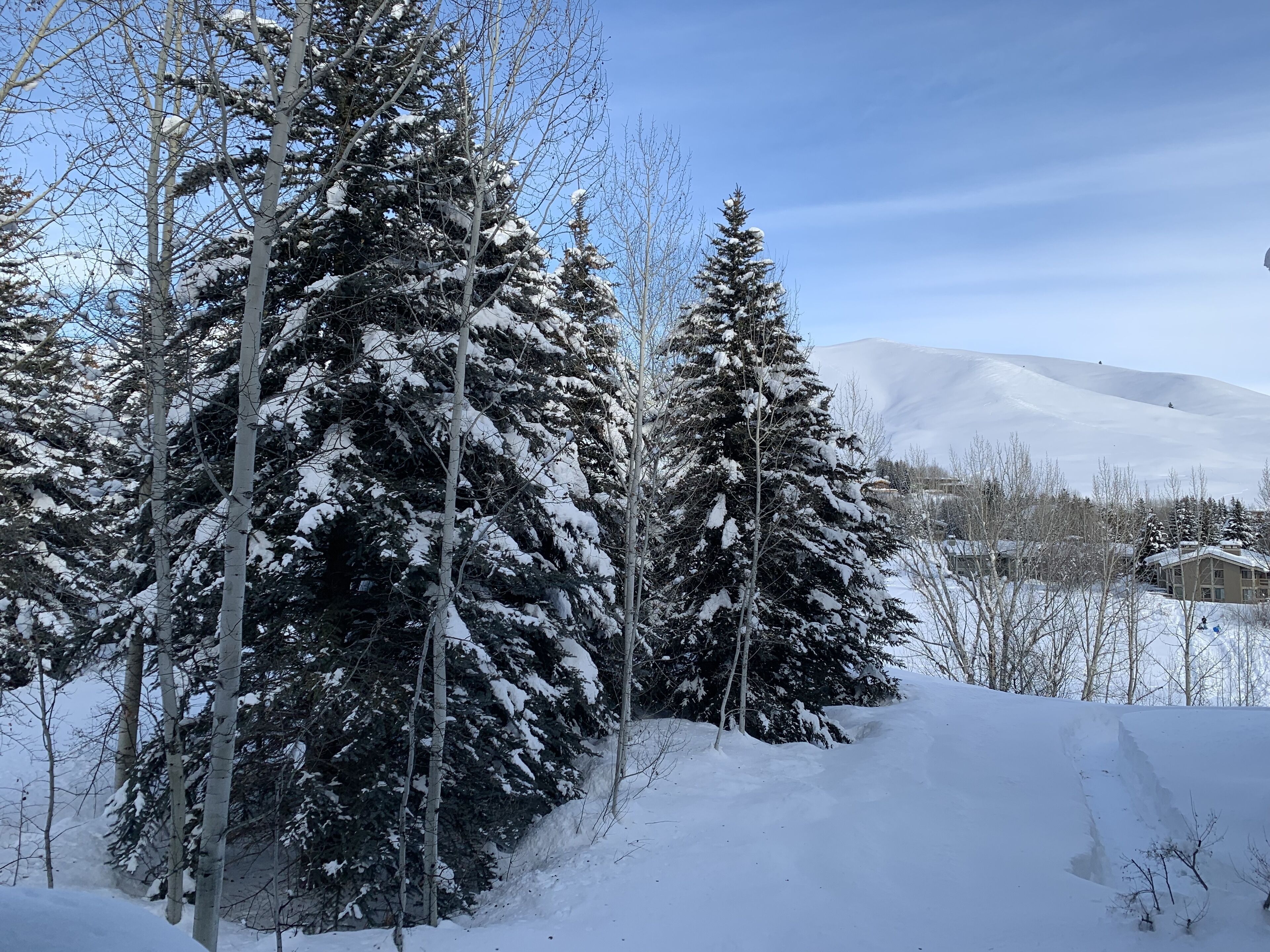A snowy landscape with tall evergreen trees and a mountain in the background.