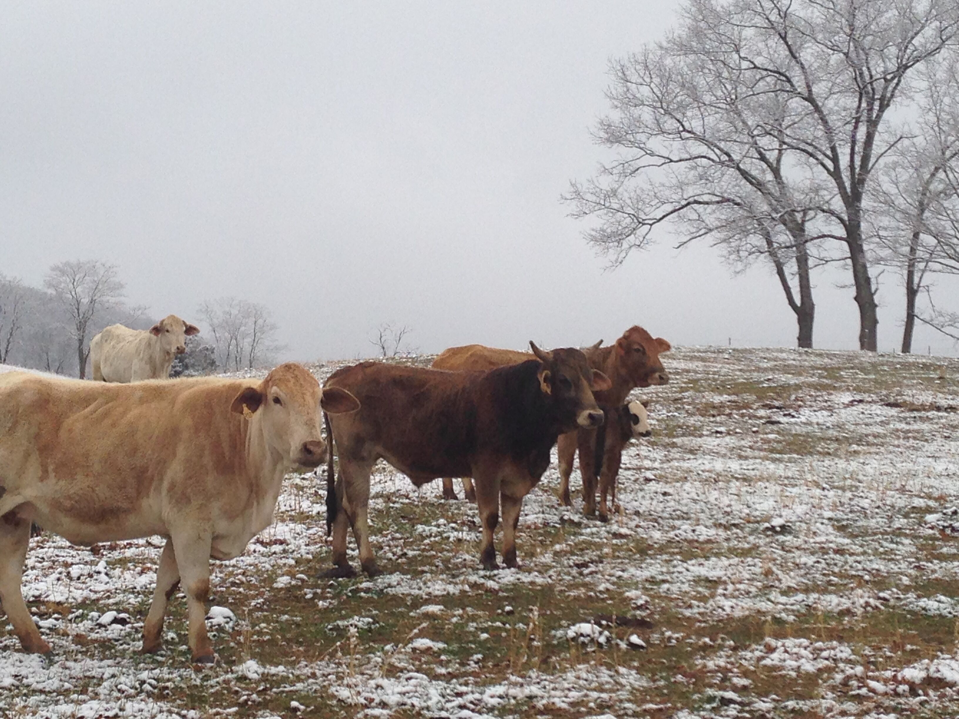 ROMANTIC LOG CABIN MT.VIEWS, 2/1,10 MIN AVL, FP,WiFi,  FIREPIT