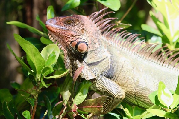 An iguana in a natural setting with green foliage.