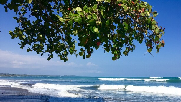 A beach with waves, a clear sky, and a tree with green leaves. - Paradise! Beach Rental with Private Pool!! (Esterillos Oeste)