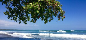 A beach with waves, a clear sky, and a tree with green leaves.