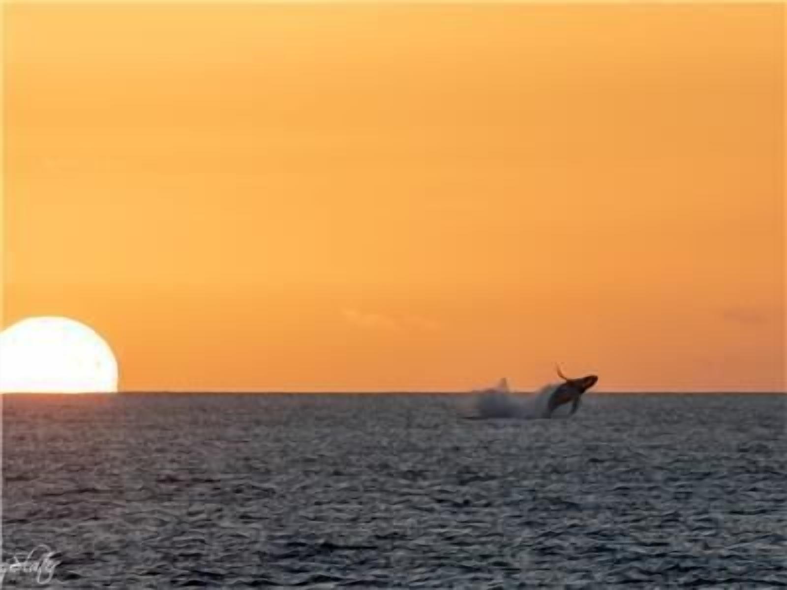 Een zonsondergang boven een rustige zee, met een silhouet van een persoon die surft.