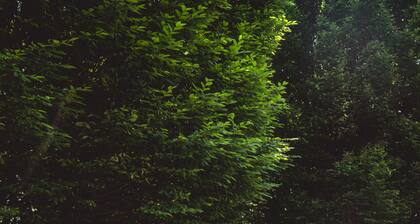 Horsing Around the Barn (Lemmikkieläinystävällinen)