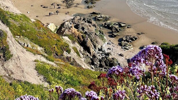A coastal beach with a rocky outcrop, a pier in the distance, and wildflowers in the foreground. - LOCATION!!!  7 Bedrooms - VIEW - Steps to Sand+Ocean+Pier+Downtown PISMO BEACH! (Pismo Beach)
