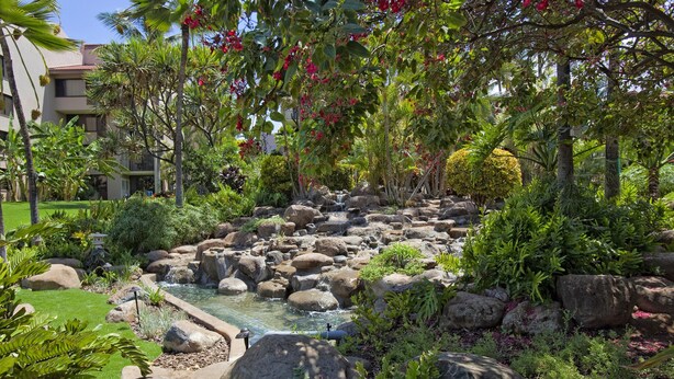 Un jardin aménagé avec une petite cascade, des rochers et différentes espèces de plantes.