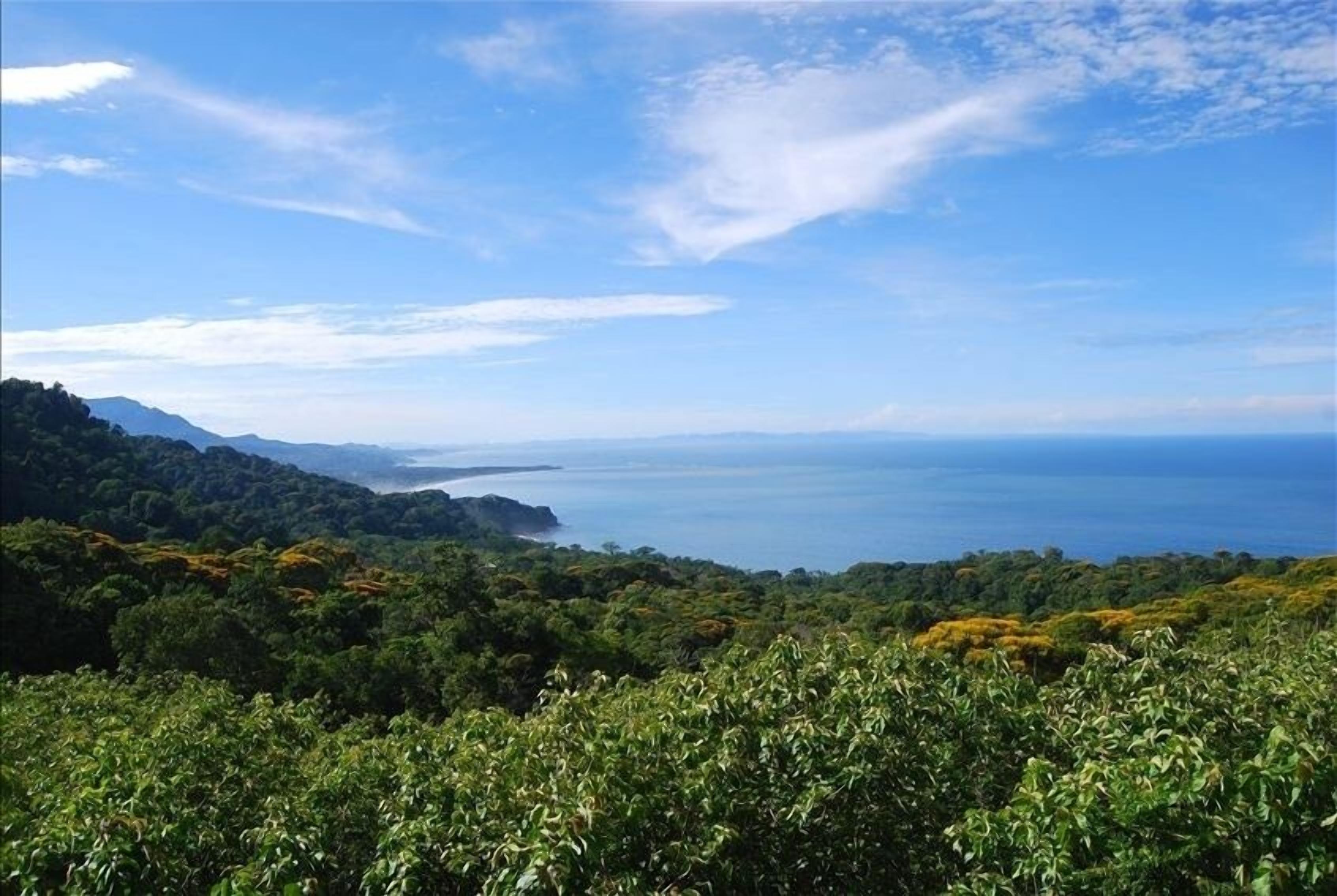 Un paisaje costero con vegetación densa y vistas al mar.