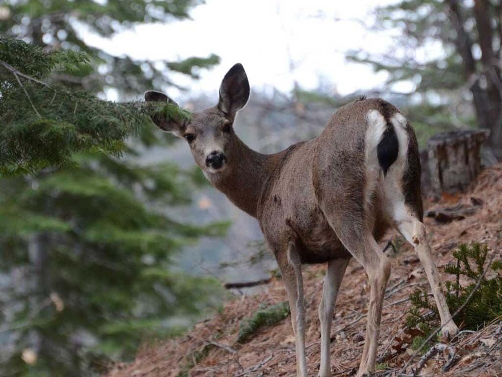 Un ciervo en un área boscosa con árboles y un tronco caído.
