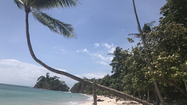 Una playa con una palmera caída, cielo azul despejado y olas del océano.