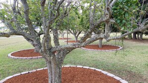 A landscaped garden with mature trees surrounded by circular mulch beds.