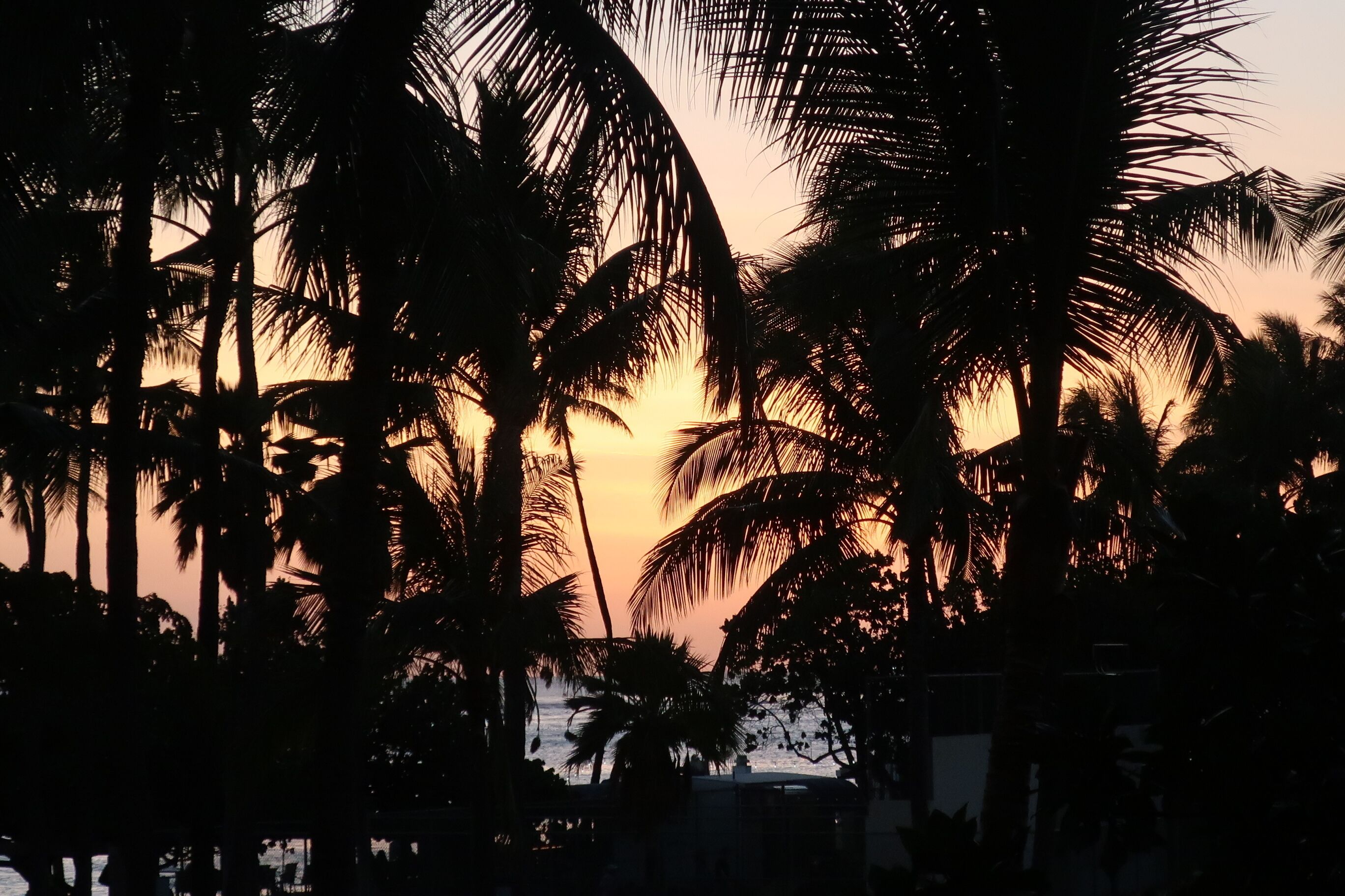 Silhouetten von Palmen vor einem Sonnenuntergang.