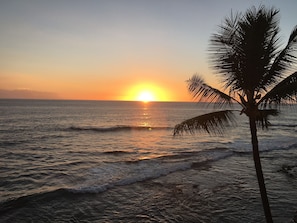 Enjoy a serene oceanfront setting with a palm tree-lined shore and soothing waves.