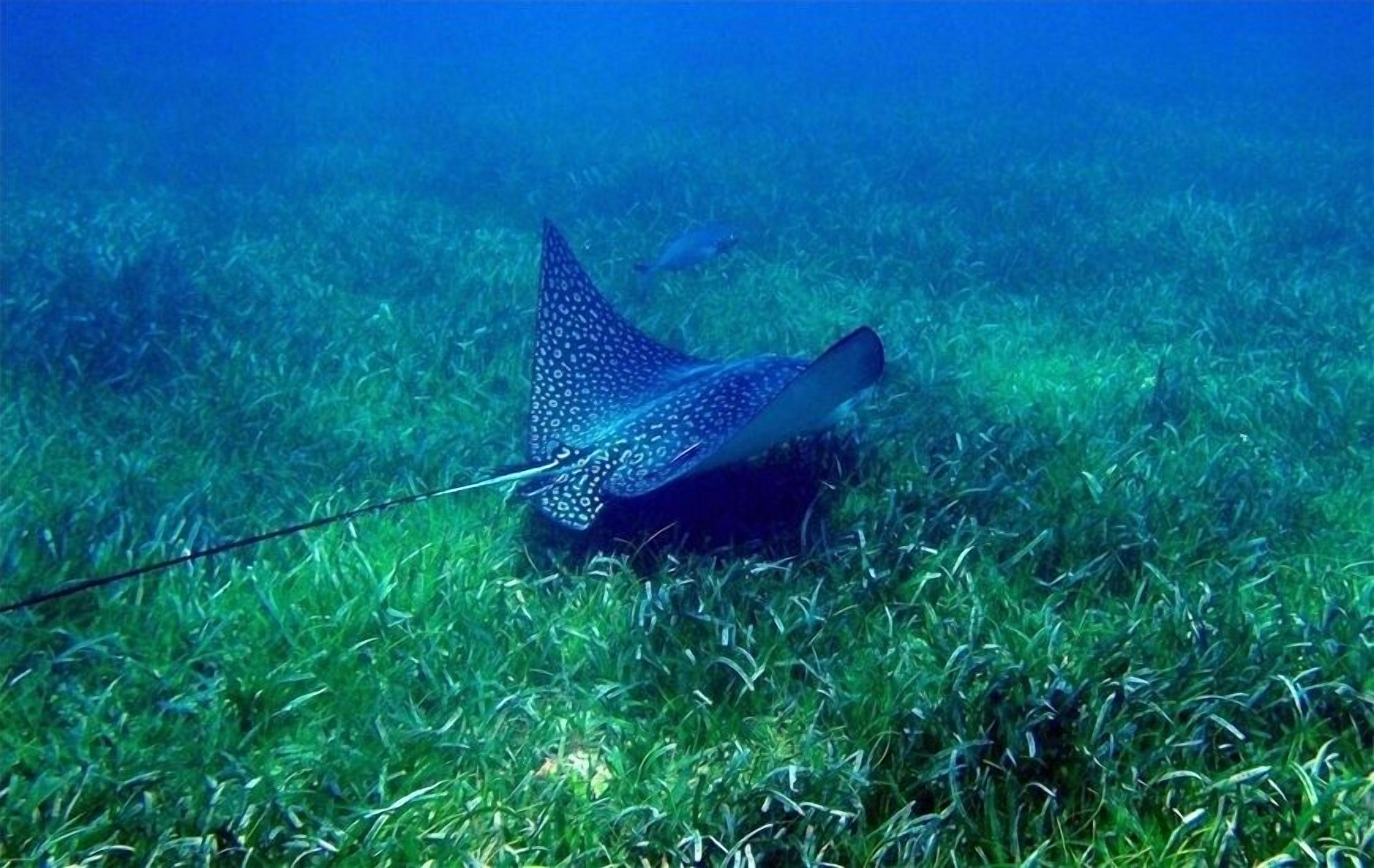 Ein Stachelrochen schwimmt in klarem Wasser, wobei sein Stachel deutlich sichtbar ist.