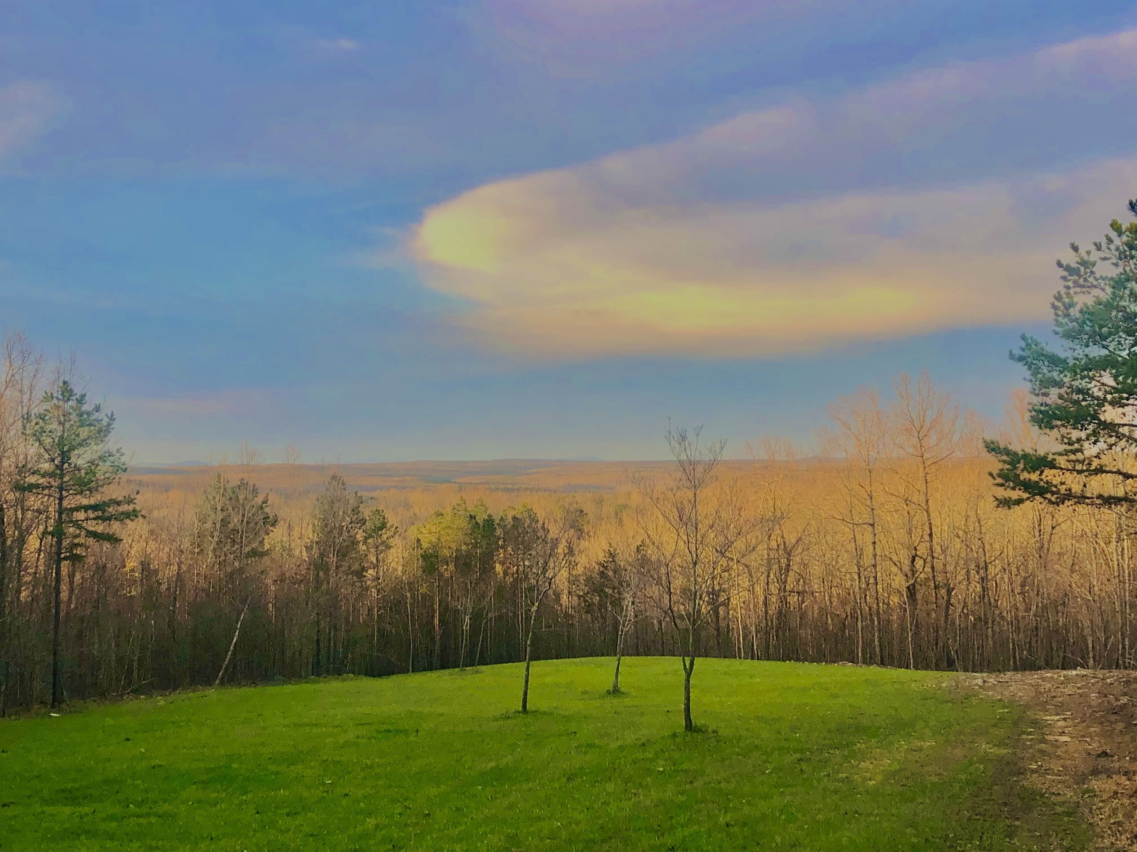 Ein grasbewachsenes Feld mit einigen Bäumen und einer entfernten Aussicht auf einen bewaldeten Bereich unter blauem Himmel.