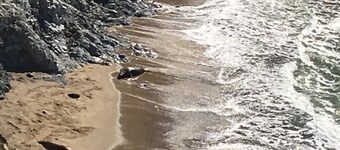 Big Lovely House in the Fresh  - Inverness Original