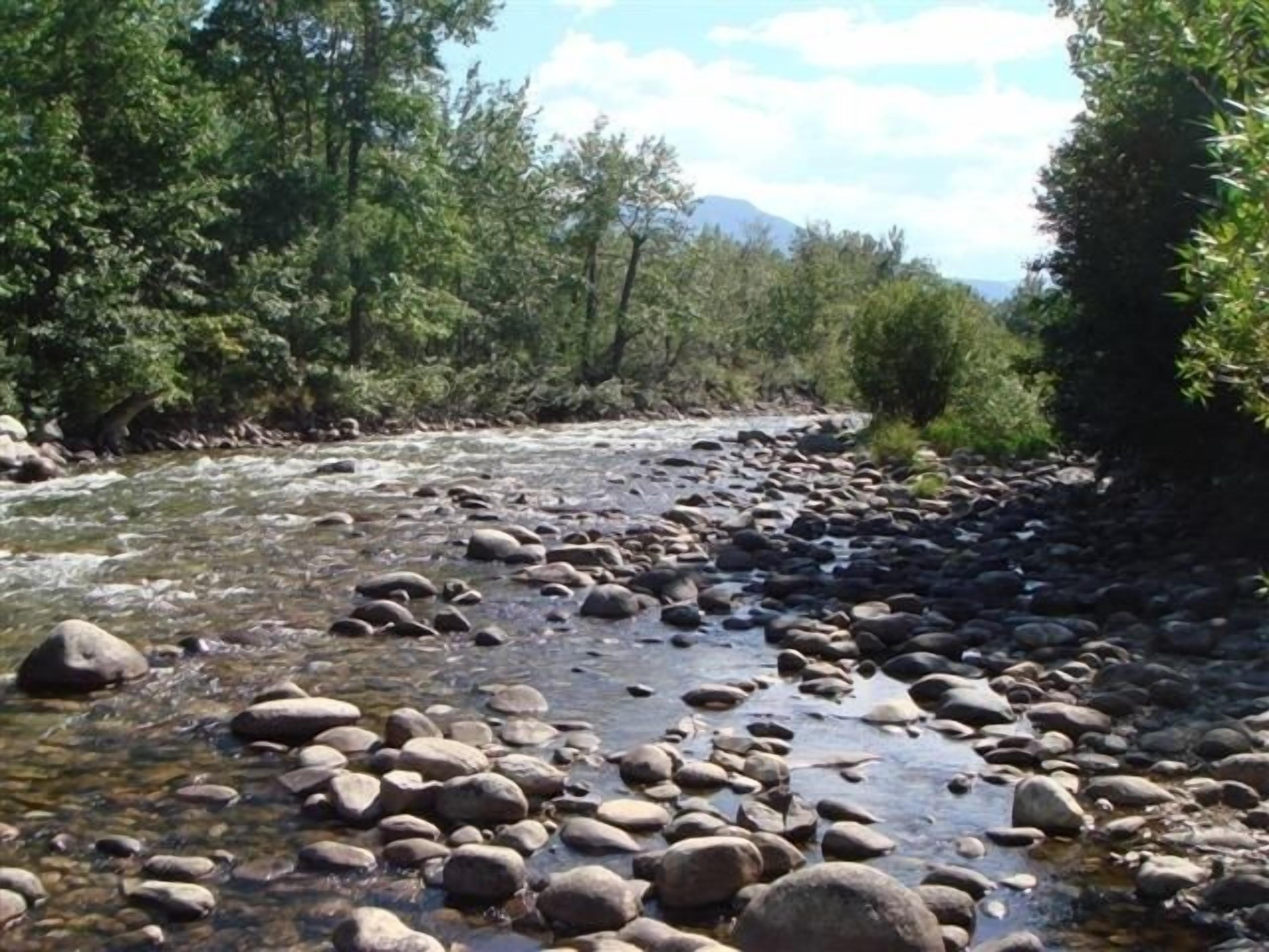 Un fiume con acque limpide che scorrono su rocce, circondato da alberi verdi e rigogliosi e una montagna sullo sfondo.