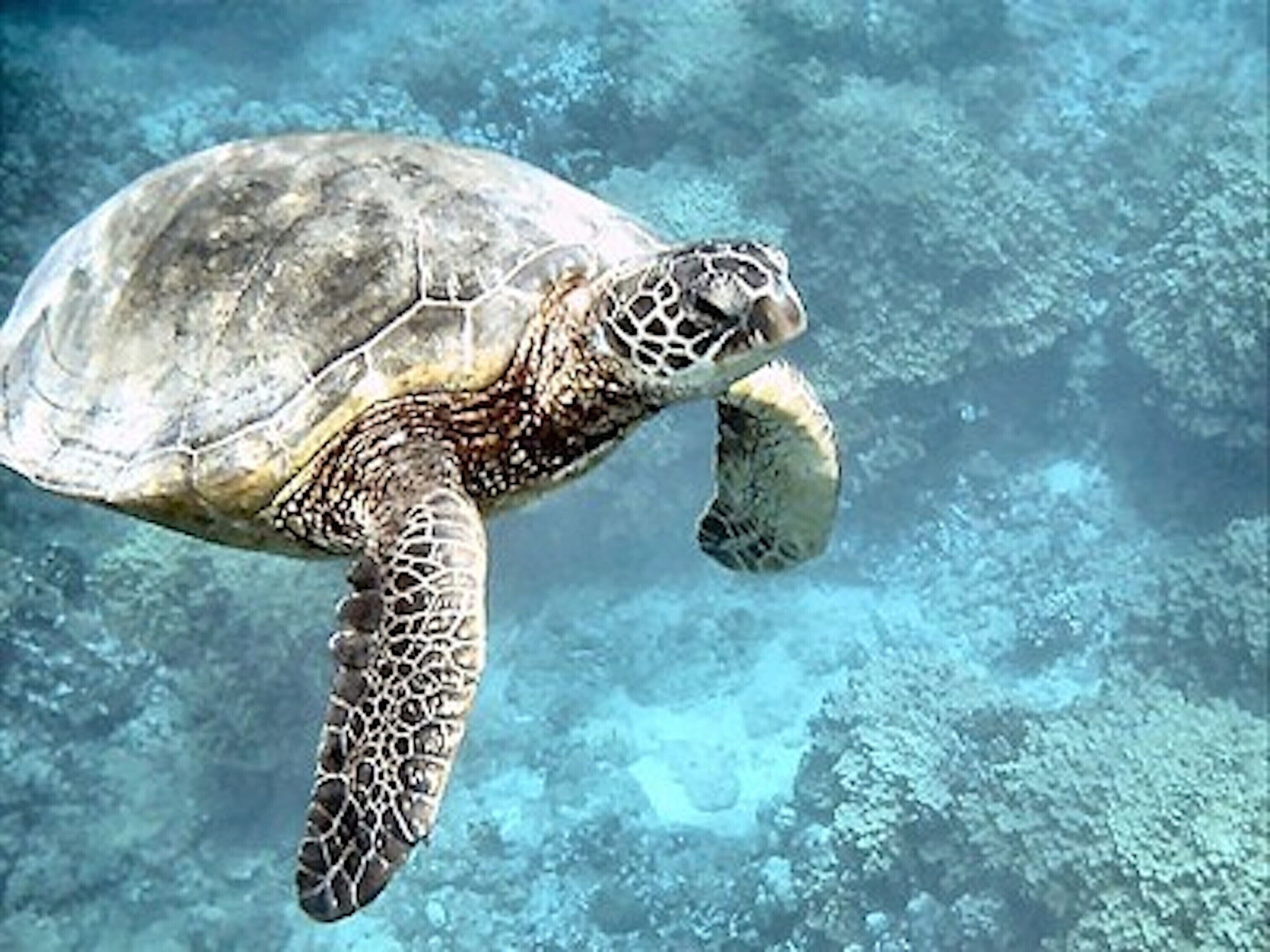 A sea turtle swimming in clear blue water.