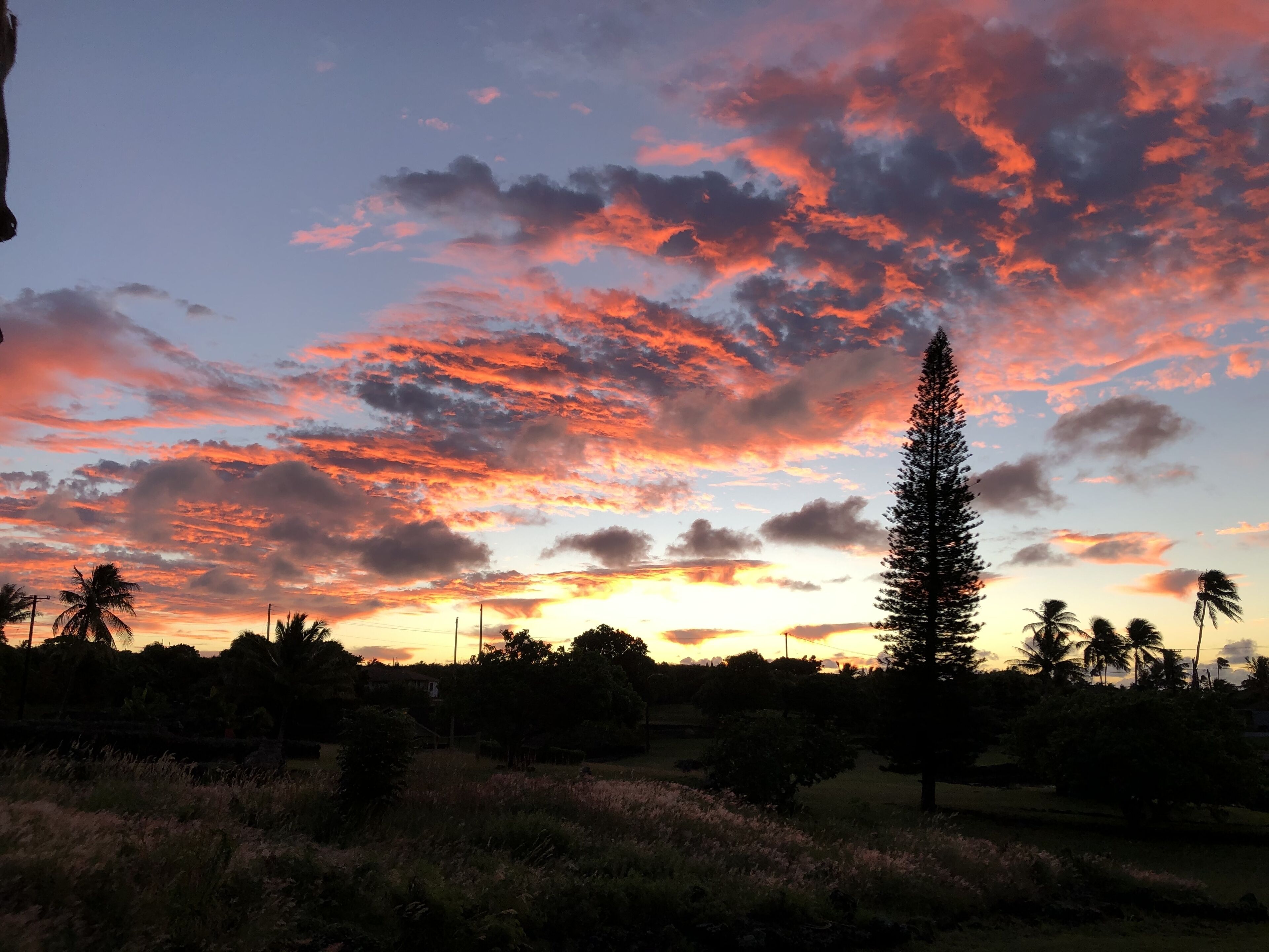 A sunset with a clear sky and silhouettes of trees and a tall conifer.