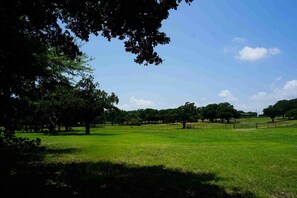 A grassy field with trees and a clear sky. - Adventure & Attractions Hub | Ray Roberts Lake, Hiking & Wildlife Watching (Little Elm)
