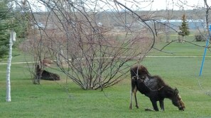 Property grounds - Cozy getaway in the "Moose Viewing Capital of Colorado"! Dogs welcome! (Walden)