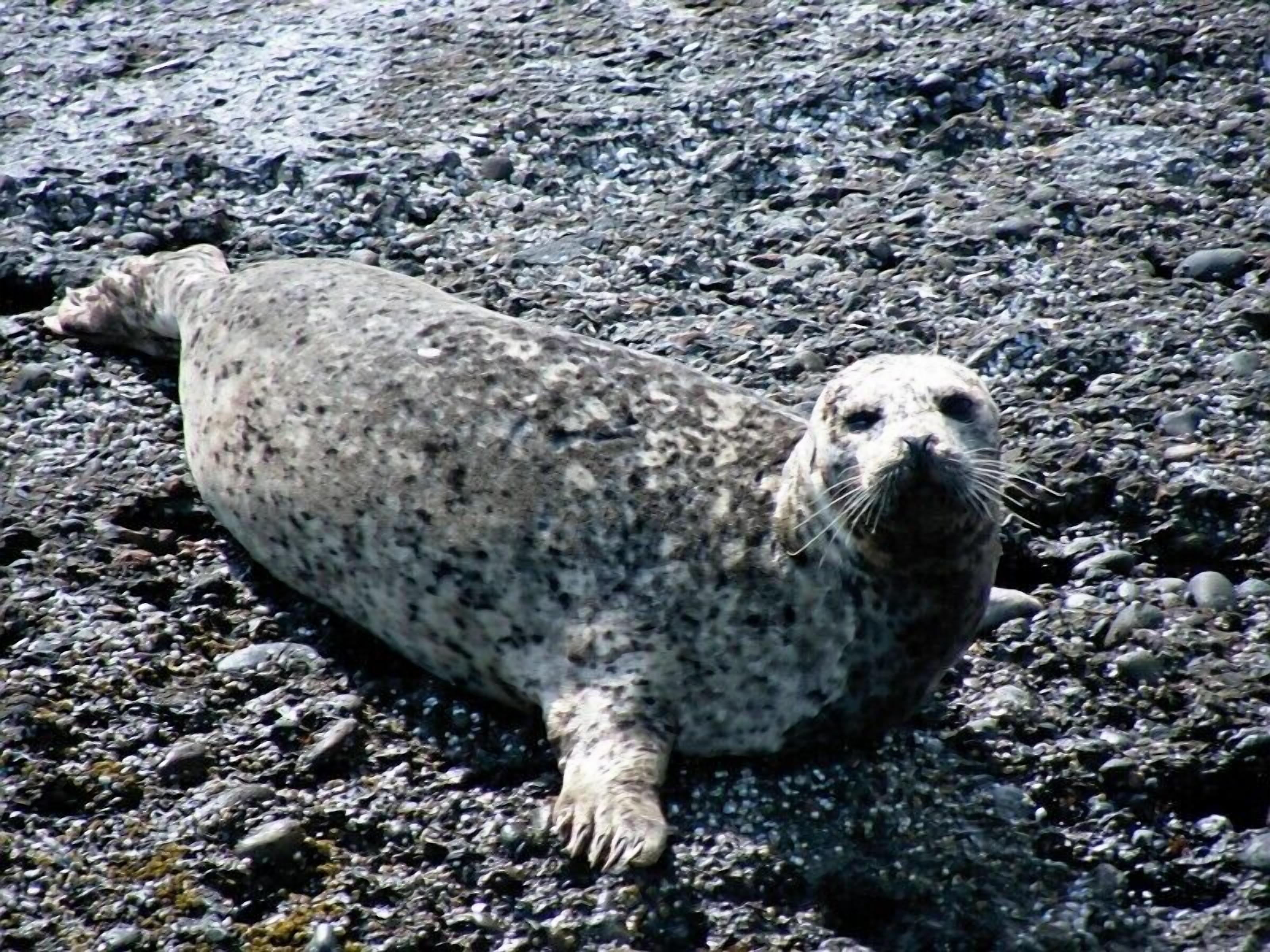 A seal lying on a rocky surface.