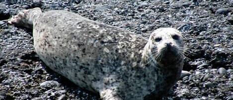A seal lying on a rocky surface.