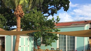 A backyard with a swimming pool, a palm tree, and a house with teal siding.