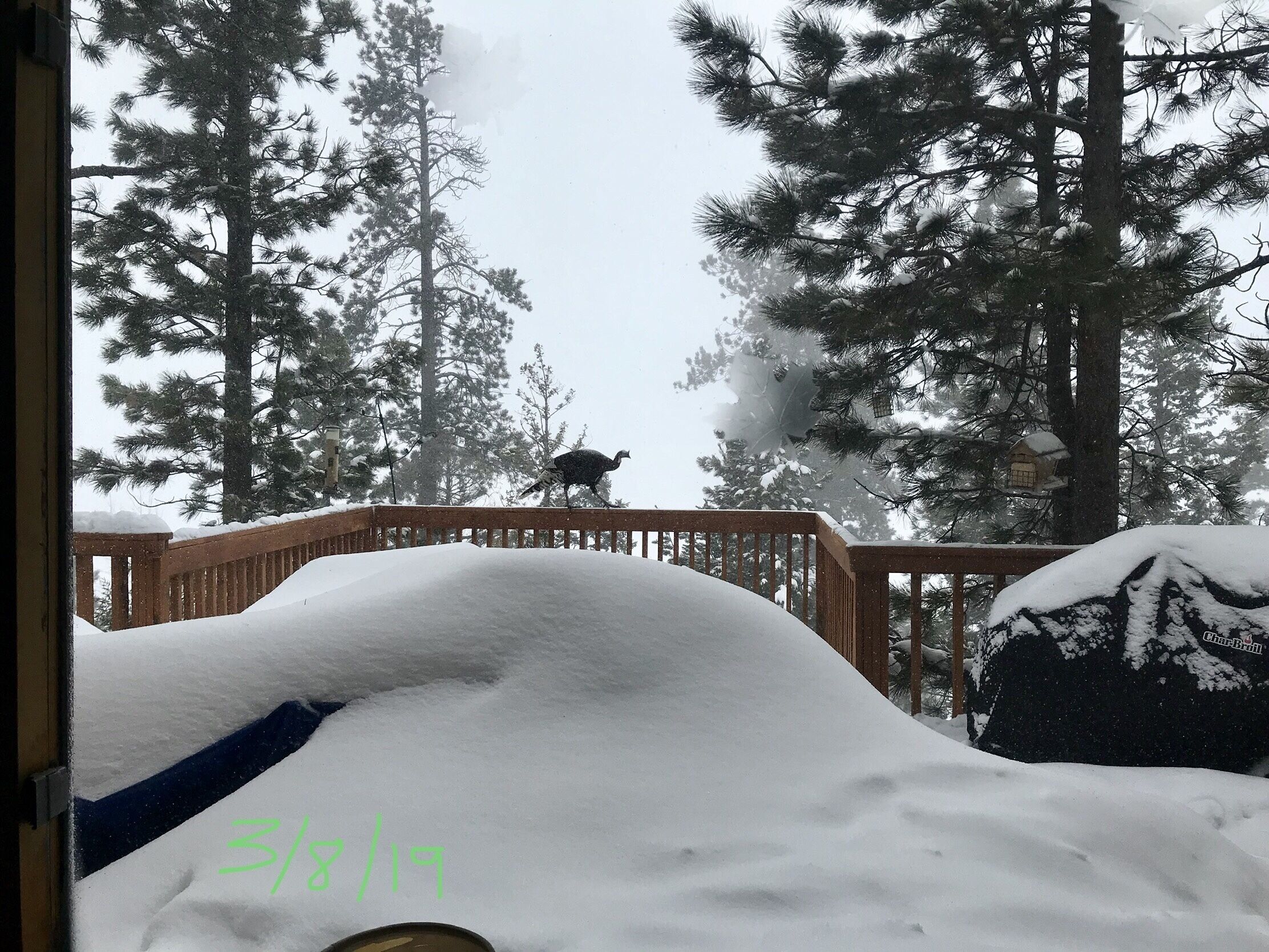 Un espacio exterior nevado con una terraza de madera y un pájaro encima.