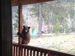 Interior - Charming, cozy cabin in the heart of Pikes Peak country! Hot tub, gas fireplace! (Divide)