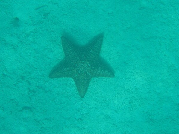 A starfish on a sandy seabed.