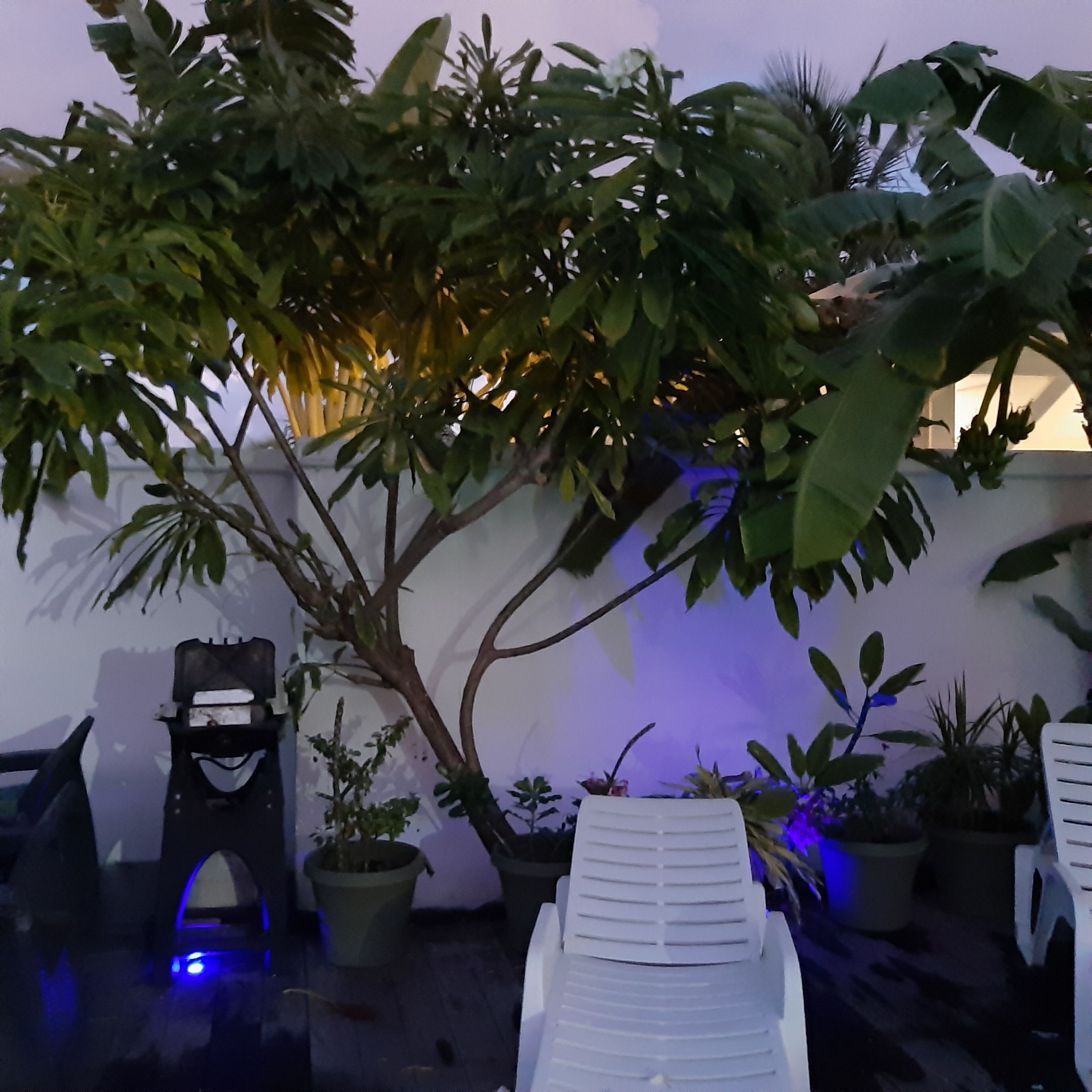Un patio con plantas en macetas, una silla blanca y un muro decorativo.