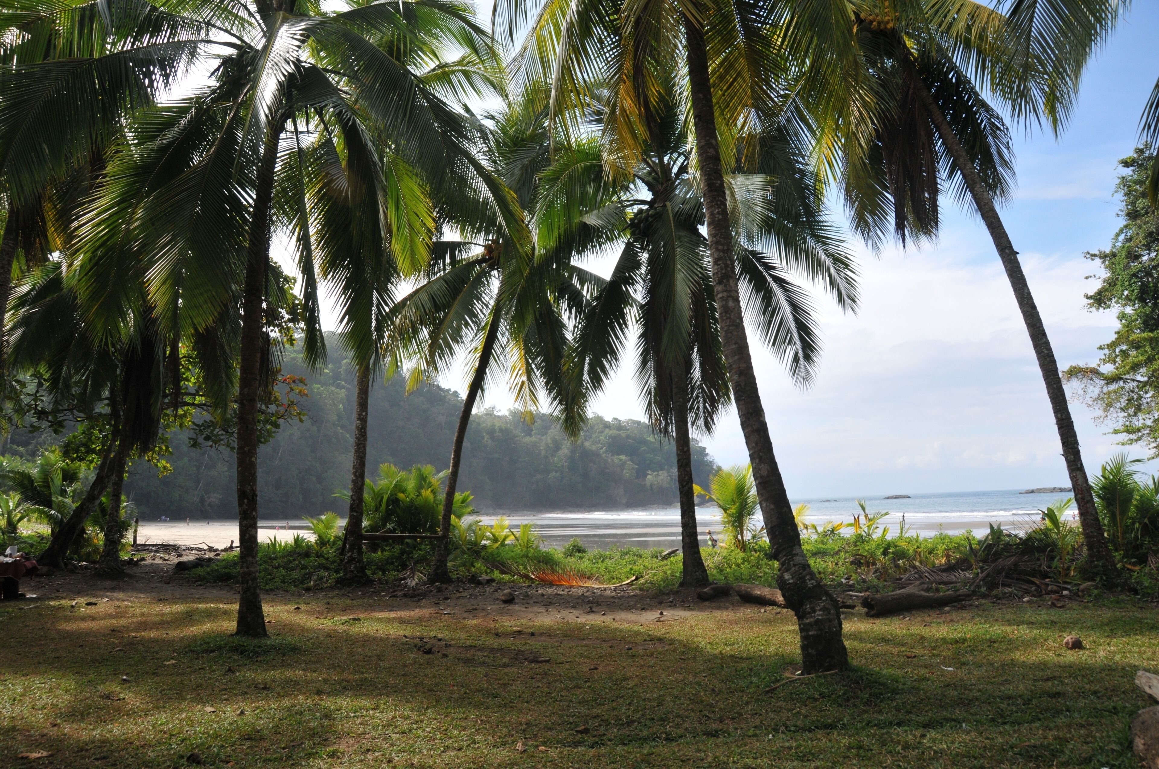 A tropical landscape with palm trees and a beach.