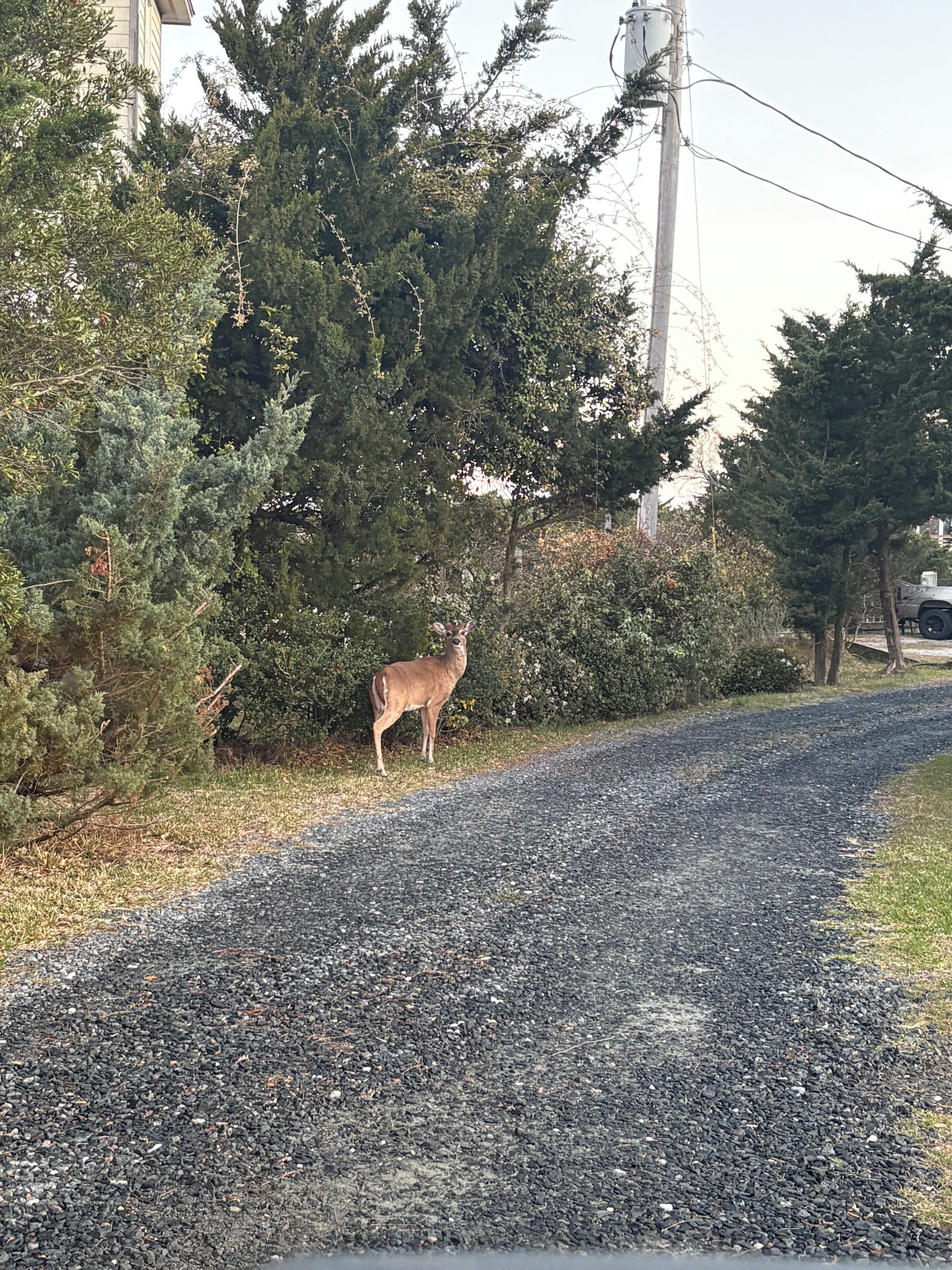 Un chemin de gravier, avec un cerf qui se tient sur le bord, entouré d’arbres et de buissons.