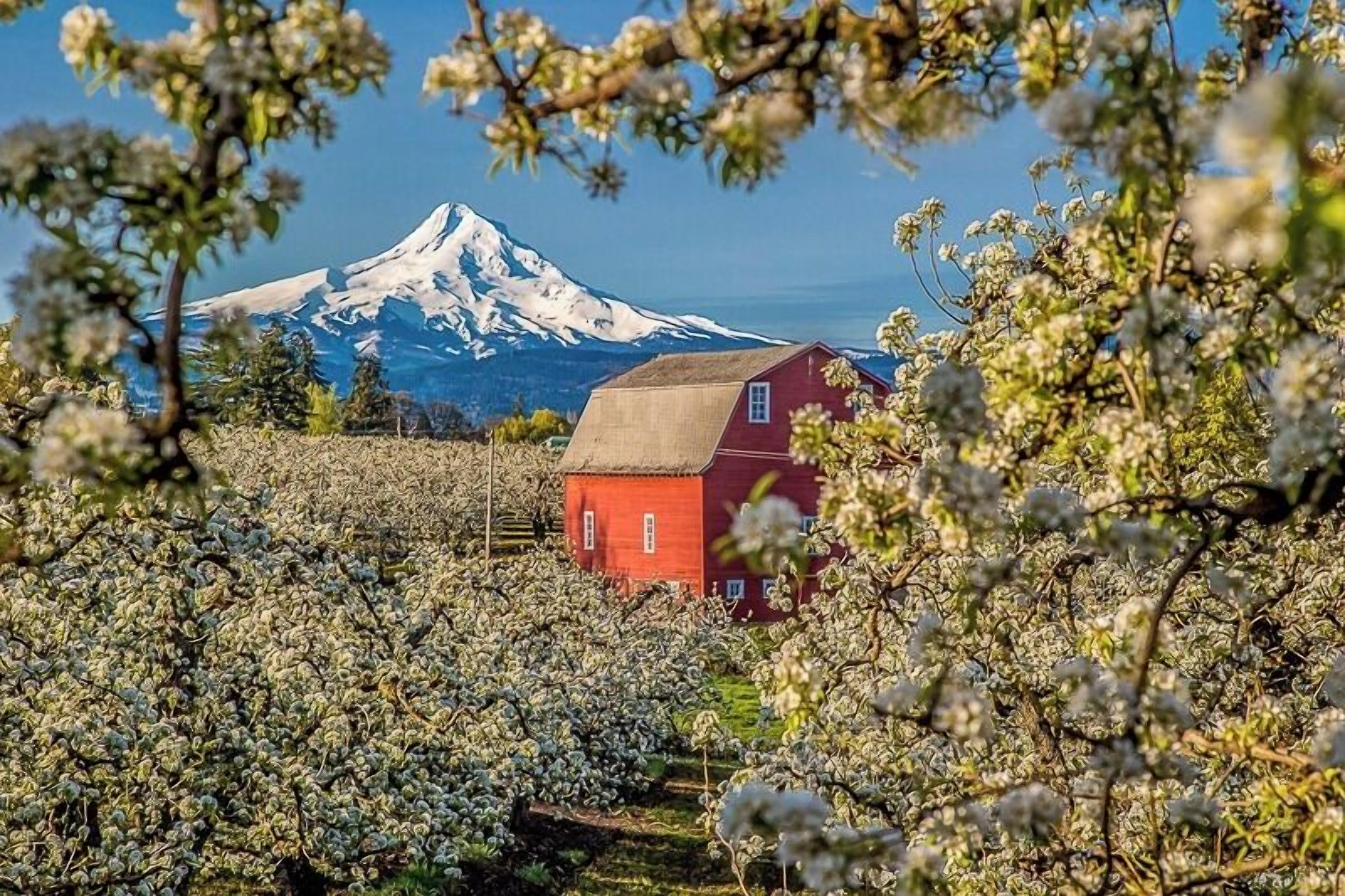 A red barn in a field with a mountain in the background.
