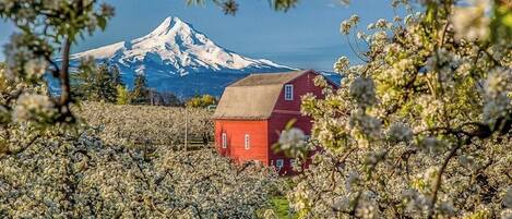 A red barn in a field with a mountain in the background.