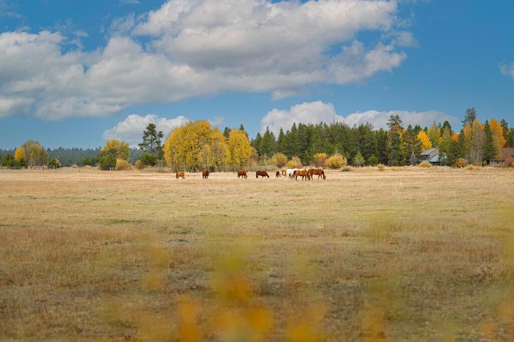 A wide-open field with a herd of cattle grazing, surrounded by trees and a clear sky.